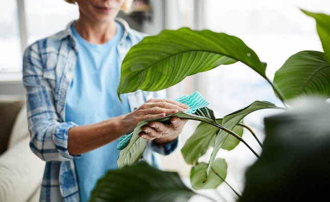 Czyszczenie roślin – 3 metody