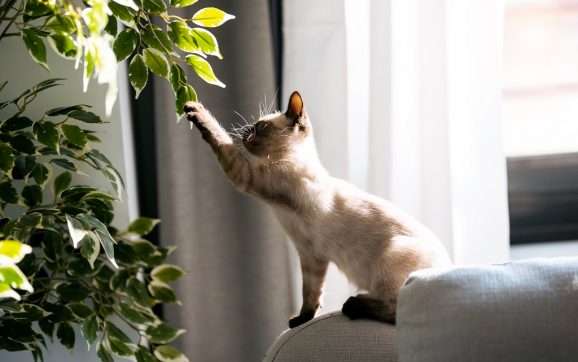 Rośliny doniczkowe bezpieczne dla kota