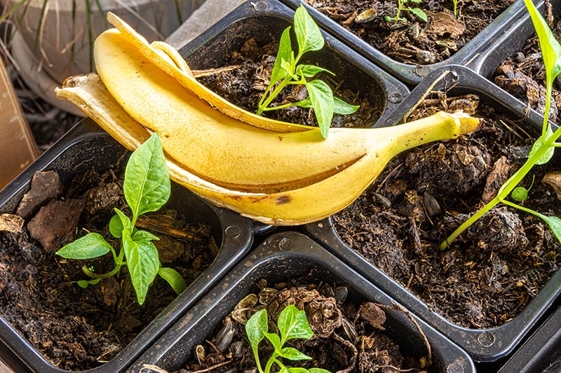Nawóz domowych roślin ze skórki od banana